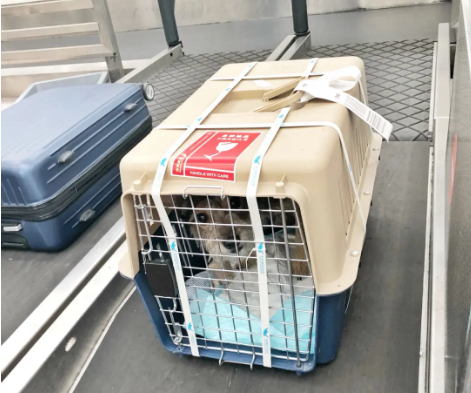 吐鲁番宠物托运 宠物托运公司 机场宠物托运 宠物空运